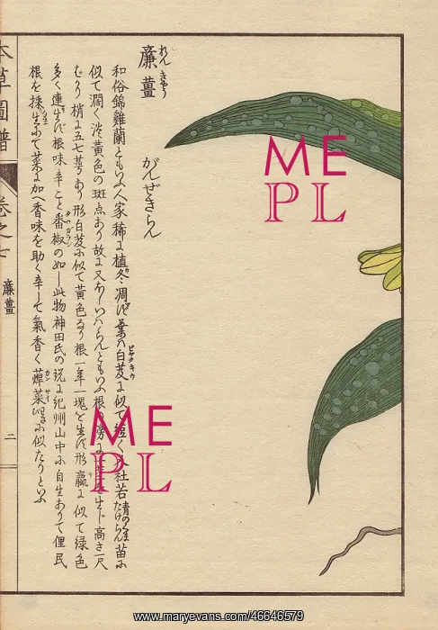 : Yellow spotted-leaved Phaius orchid, Phajus : Yellow spotted-leaved Phaius orchid, Phajus