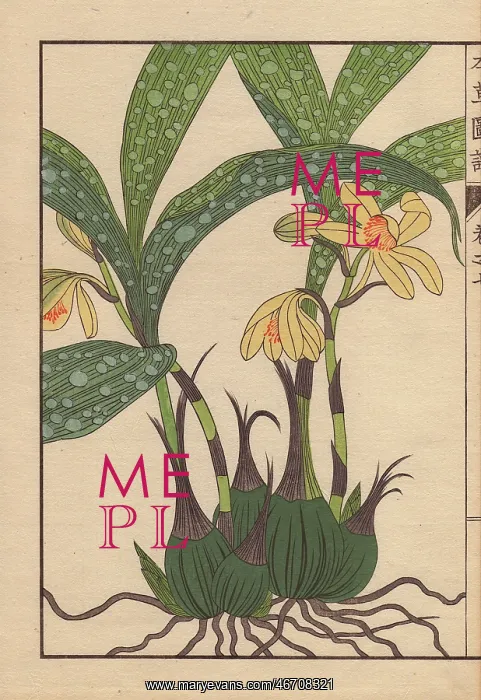  : Yellow spotted-leaved Phaius orchid, Phajus