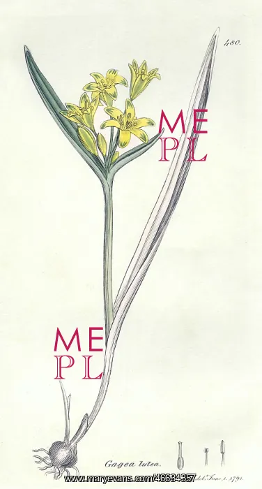 : Yellow Star of Bethlehem flower : Yellow Star of Bethlehem flower