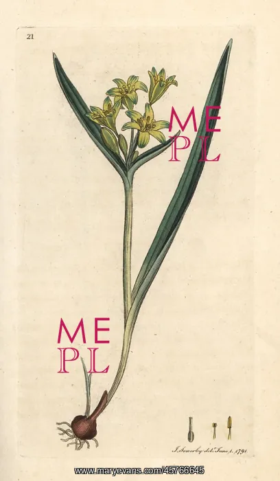 : Yellow star of Bethlehem, Gagea lutea : Yellow star of Bethlehem, Gagea lutea