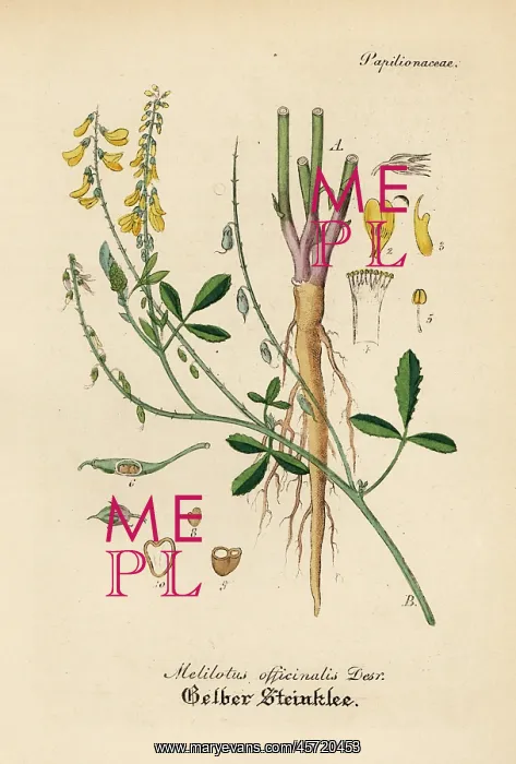: Yellow sweet clover or melilot, Melilotus officinalis : Yellow sweet clover or melilot, Melilotus officinalis