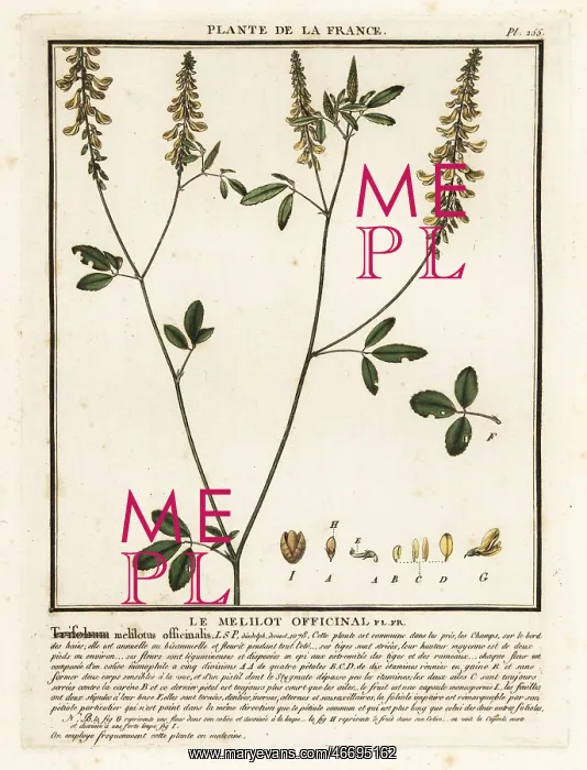 : Yellow sweet clover, yellow melilot, ribbed melilot : Yellow sweet clover, yellow melilot, ribbed melilot