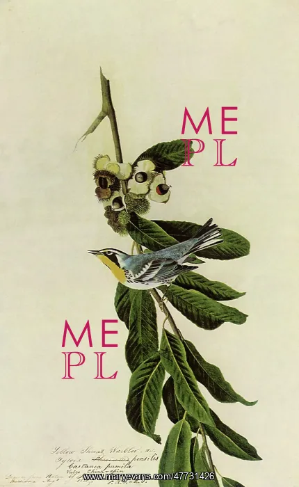  : Yellow-Throated Warbler