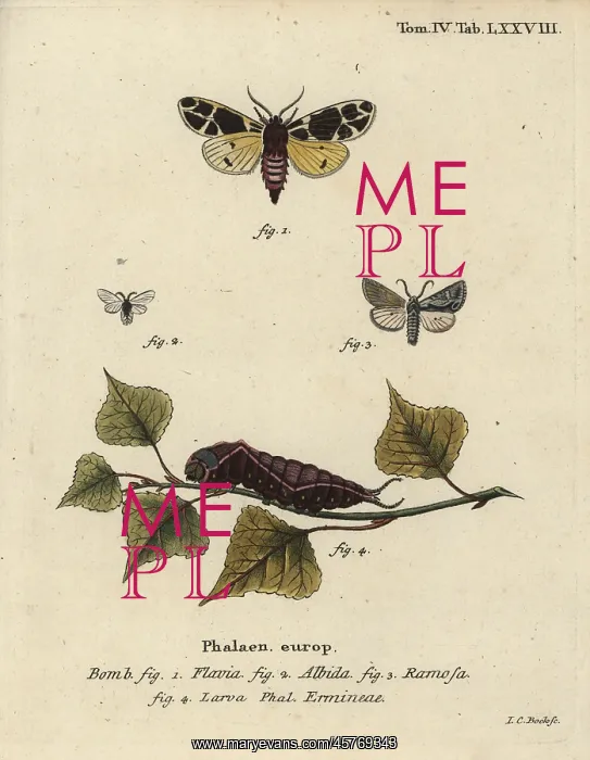 : Yellow tiger moth, white ermine larva, etc : Yellow tiger moth, white ermine larva, etc