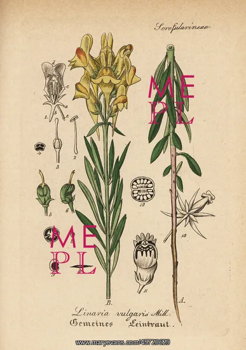 : Yellow toadflax, Linaria vulgaris : Yellow toadflax, Linaria vulgaris