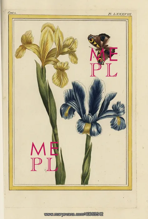 : Yellow and violet iris varieties, Iris germanica : Yellow and violet iris varieties, Iris germanica