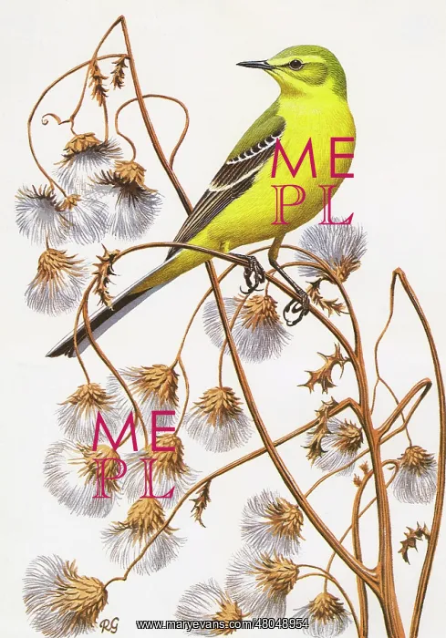 : Yellow Wagtail : Yellow Wagtail