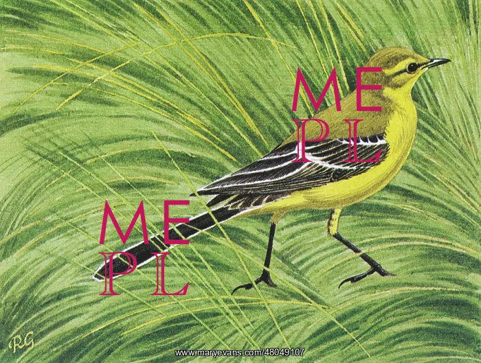 : Yellow Wagtail : Yellow Wagtail