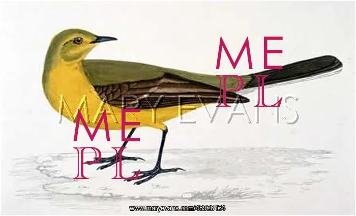  : YELLOW WAGTAIL (MORRIS)