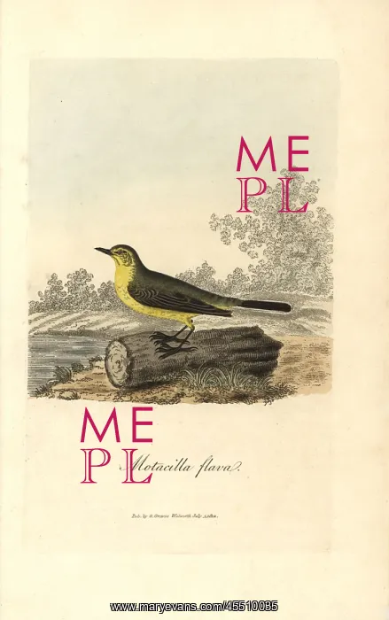 : Yellow wagtail, Motacilla flava : Yellow wagtail, Motacilla flava
