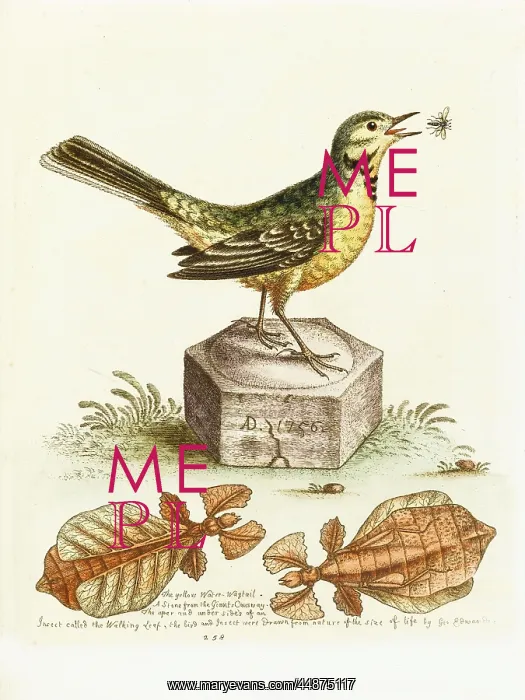  : Yellow Wagtail and the walking leaf