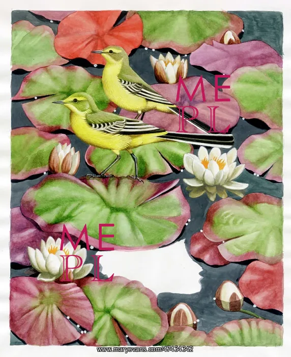  : Two Yellow Wagtails