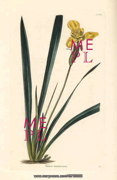 : Yellow walking iris, Trimezia martinicensis : Yellow walking iris, Trimezia martinicensis