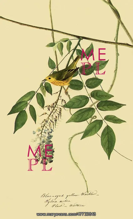  : Yellow Warbler