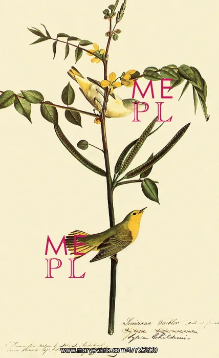  : Yellow Warbler, Dendroica petechia