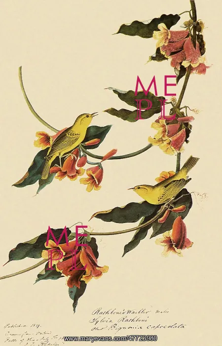  : Yellow Warbler, Dendroica petechia