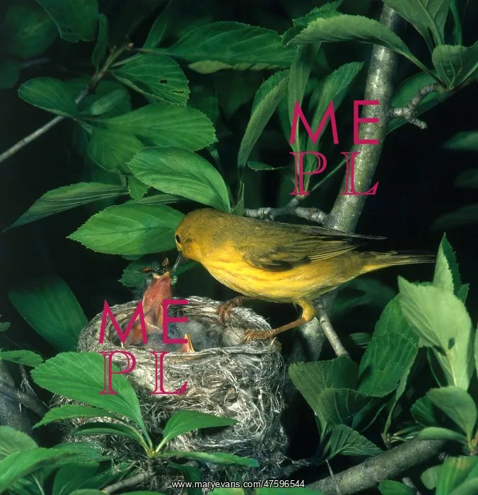  : Yellow Warbler Feeding Nestlings