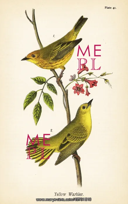 : Yellow warbler, Setophaga petechia : Yellow warbler, Setophaga petechia