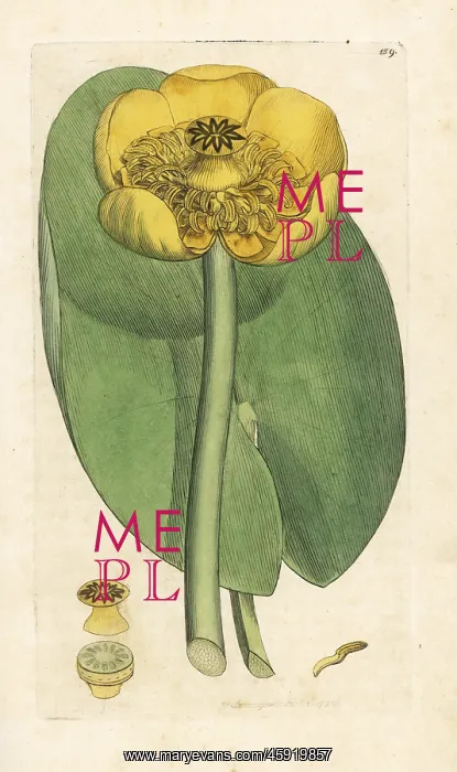 : Yellow waterlily, Nuphar lutea : Yellow waterlily, Nuphar lutea