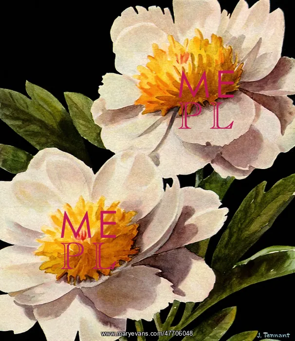  : Yellow and White Flowers