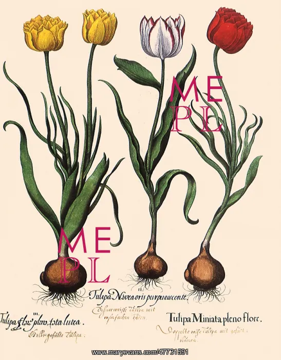 : Yellow, White and Red Tulips : Yellow, White and Red Tulips