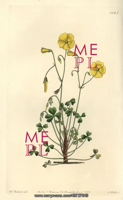  : Yellow woodsorrel, Oxalis micrantha