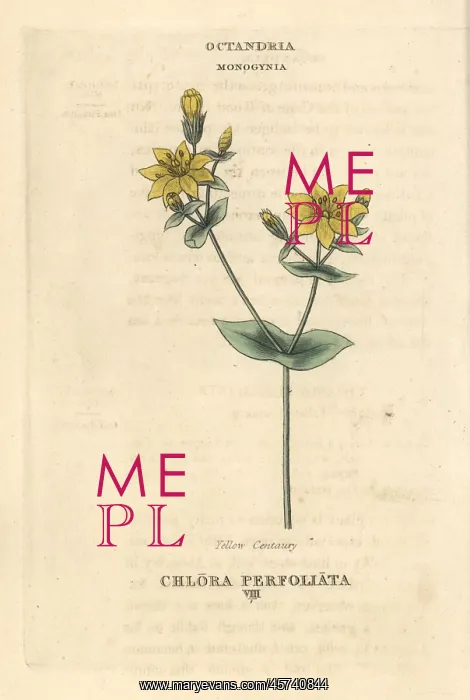 : Yellow-wort, Blackstonia perfoliata : Yellow-wort, Blackstonia perfoliata