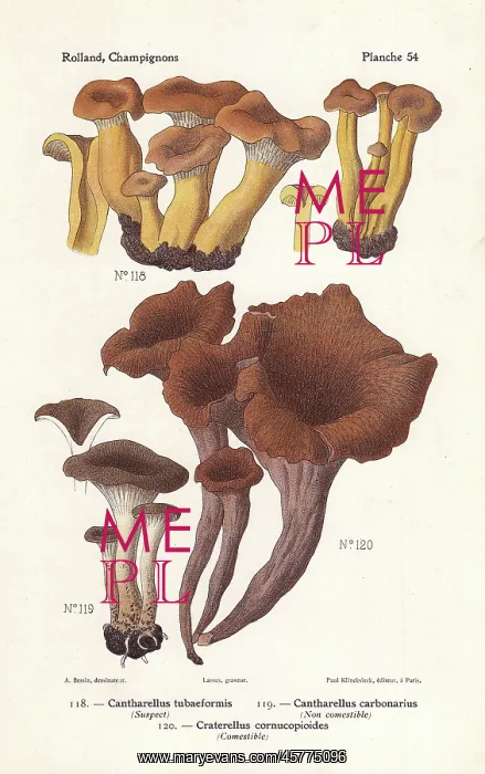 : Yellowfoot, firesite funnel and horn of plenty : Yellowfoot, firesite funnel and horn of plenty