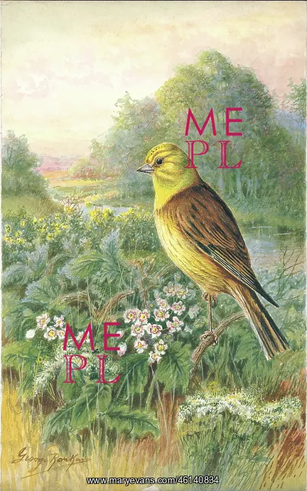  : Yellowhammer