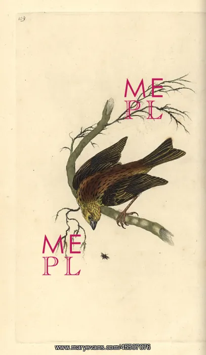 : Yellowhammer, Emberiza citrinella : Yellowhammer, Emberiza citrinella