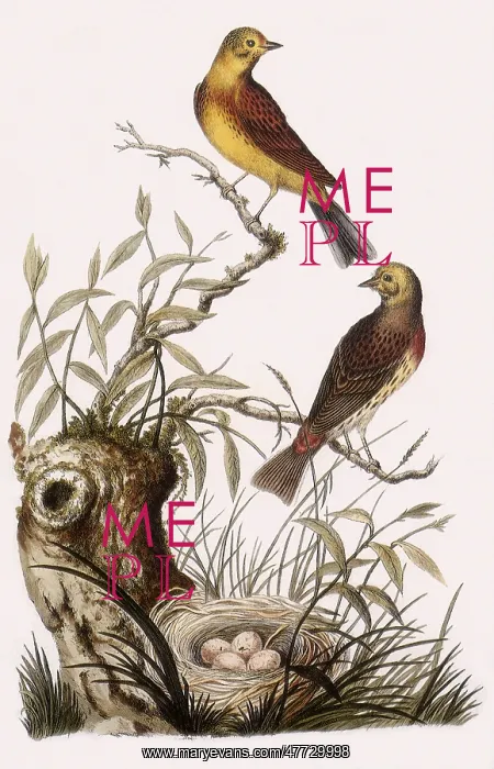 : Yellowhammer, Emberiza citrinella : Yellowhammer, Emberiza citrinella