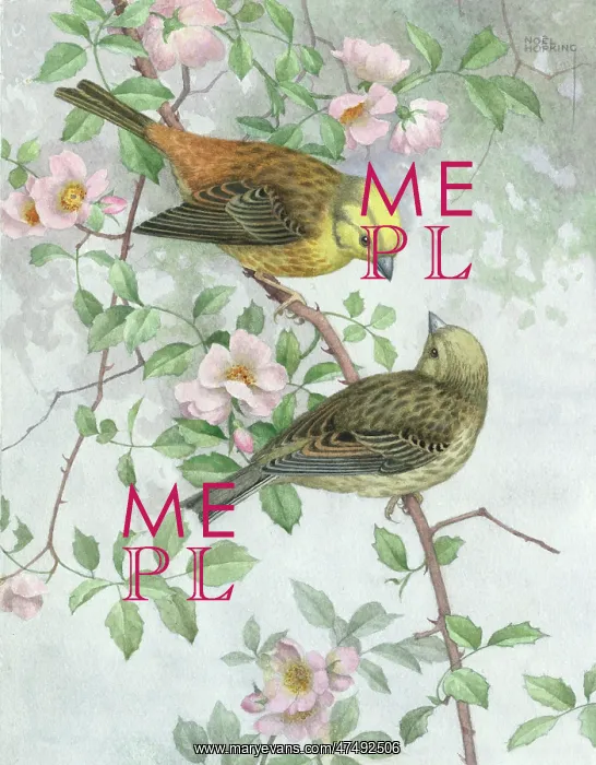  : Two Yellowhammers on a branch of wild rose