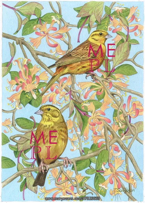  : Two Yellowhammers on Honeysuckle