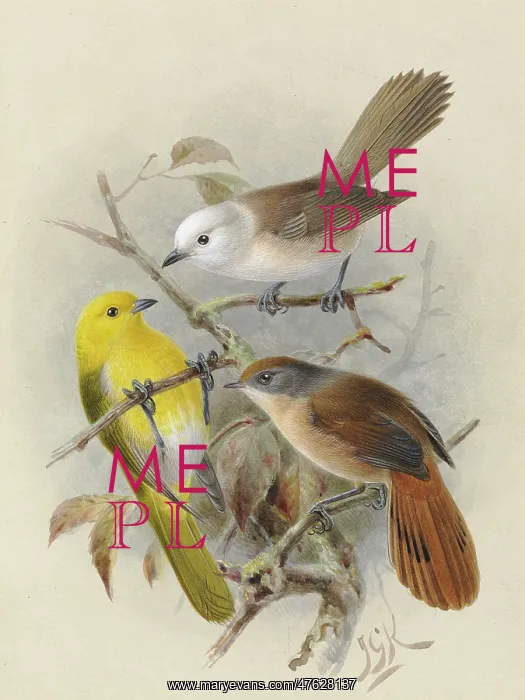 : Yellowhead, Whitehead, Brown Creeper : Yellowhead, Whitehead, Brown Creeper