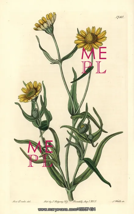 : Yellowray goldfields, Lasthenia glabrata : Yellowray goldfields, Lasthenia glabrata