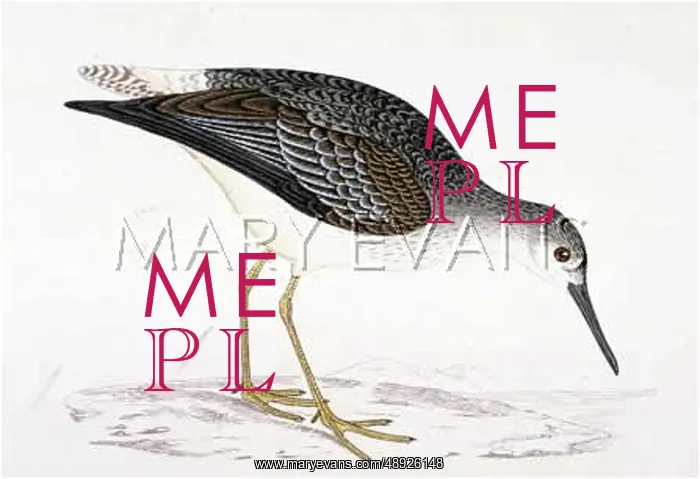  : YELLOWSHANK (MORRIS)