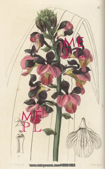 : Yellowspike orchid, Polystachya elastica : Yellowspike orchid, Polystachya elastica