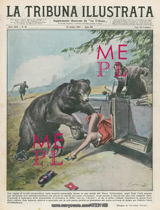 : YELLOWSTONE BEAR ATTACKS : YELLOWSTONE BEAR ATTACKS