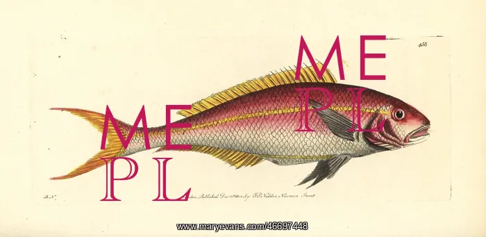 : Yellowtail snapper, Ocyurus chrysurus : Yellowtail snapper, Ocyurus chrysurus