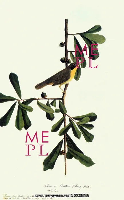  : Yellowthroat, Geothlypis trichas