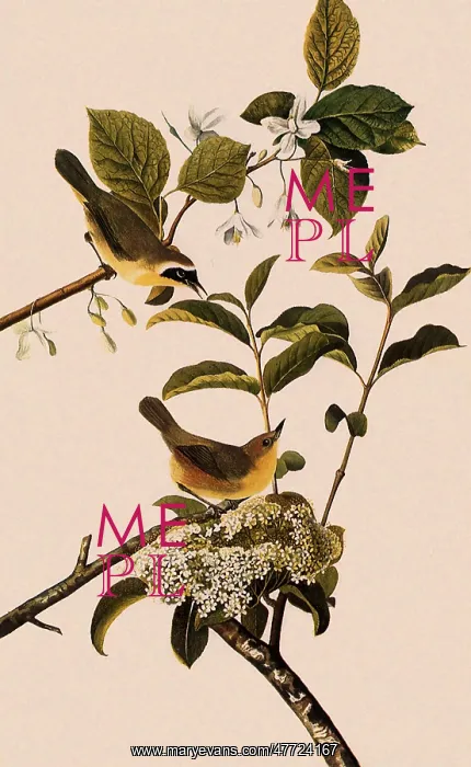  : Yellowthroat, Geothlypis trichas