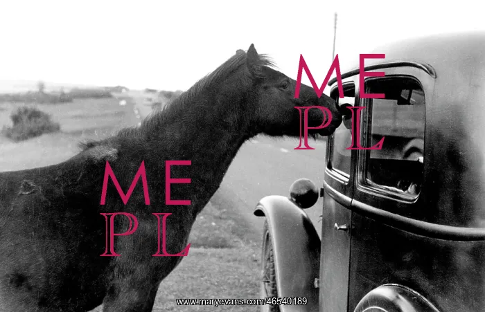  : Yelverton, Dartmoor Ponies c1955
