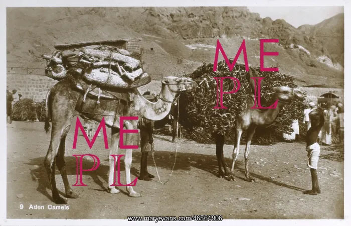 : Yemen - Aden Camels : Yemen - Aden Camels