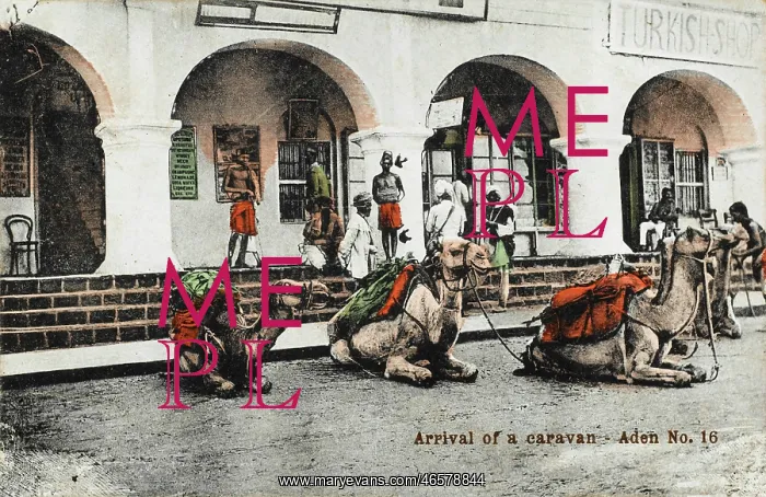 : Yemen - Arrival of a camel caravan, Aden : Yemen - Arrival of a camel caravan, Aden