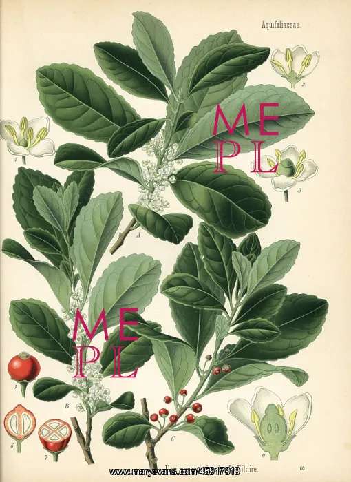 : Yerba mate, Ilex paraguariensis : Yerba mate, Ilex paraguariensis