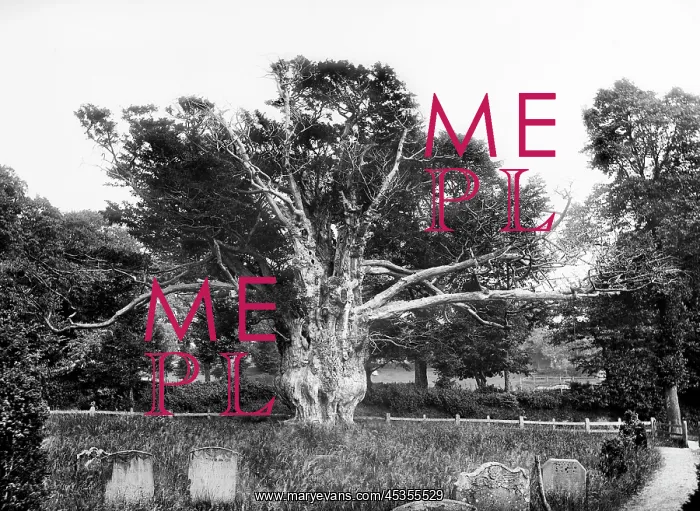 : Yew tree at Aldworth : Yew tree at Aldworth