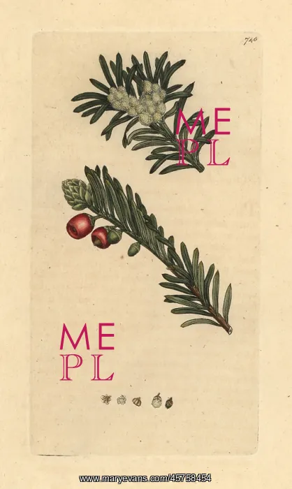 : Yew tree, Taxus baccata : Yew tree, Taxus baccata