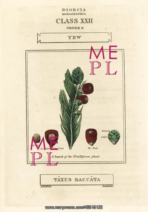 : Yew tree, Taxus baccata : Yew tree, Taxus baccata
