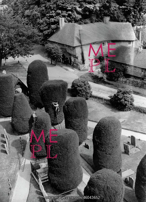 : Yew trees at a graveyard beeing clipped into different shapes : Yew trees at a graveyard beeing clipped into different shapes