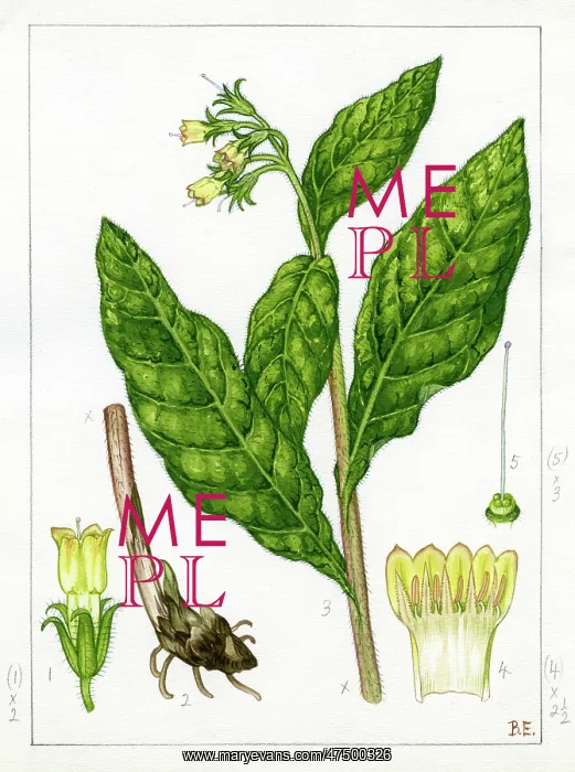 : ymphytum tuberosum - tuberous comfrey : ymphytum tuberosum - tuberous comfrey